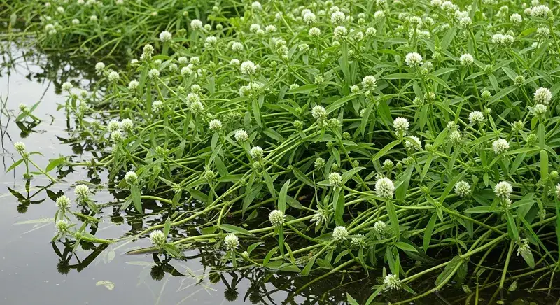 Alligator weed (Alternanthera philoxeroides) growing from a pond bank into the water, hollow stems and opposite lance-shaped leaves, white clover-like flowers visible