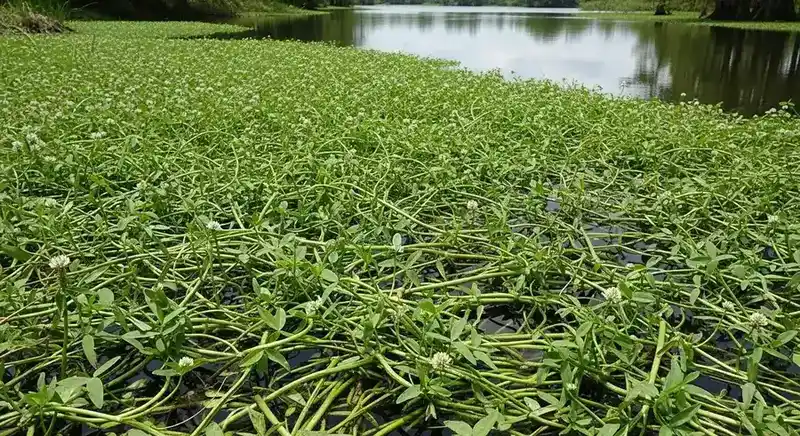 Alligator weed (Alternanthera philoxeroides) — invasive emergent aquatic plant with hollow stems