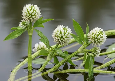 Alligator weed Alternanthera philoxeroides floating mat with white flowers along a river bank