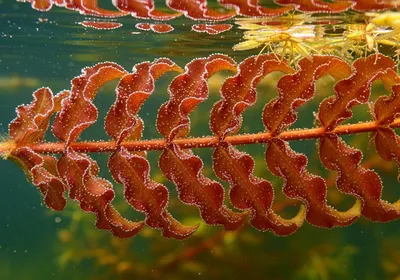 Curly-leaf pondweed Potamogeton crispus wavy serrated leaves submerged in lake water