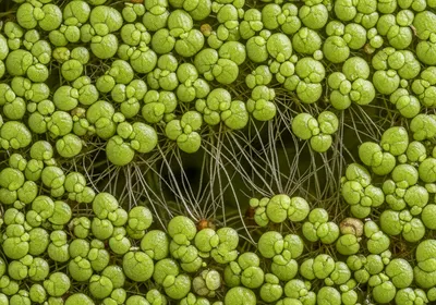 Duckweed Lemna minor tiny floating fronds covering a pond surface green mat