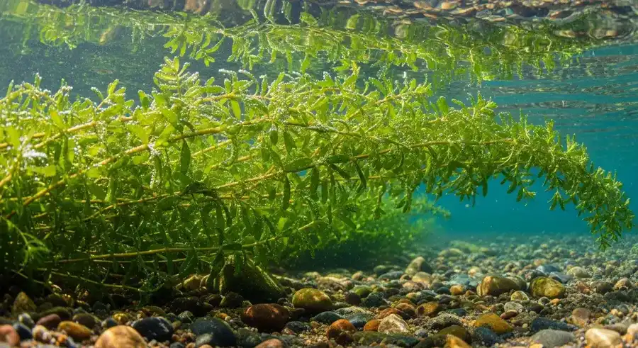 Elodea (Elodea canadensis) — native submerged aquatic plant providing fish and wildlife habitat