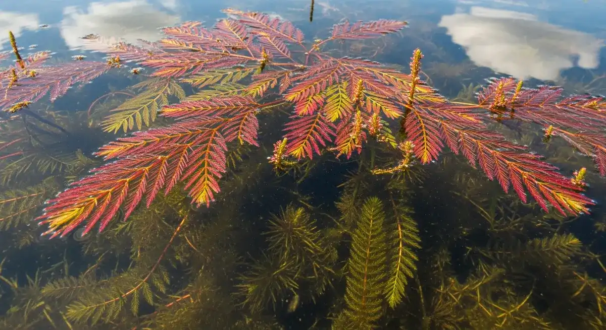 Eurasian watermilfoil (Myriophyllum spicatum) — invasive feathery submerged aquatic weed