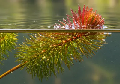 Eurasian watermilfoil Myriophyllum spicatum feathery submerged plant with pink flower spike
