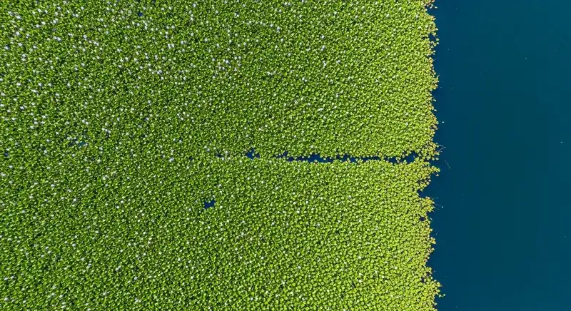 Aerial drone view of dense water hyacinth floating mat covering a southern US lake, sharp boundary with open blue water
