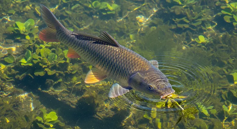 Grass carp (Ctenopharyngodon idella) actively feeding on submerged aquatic vegetation in a clear managed pond, biological weed control