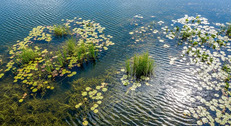 Dense aquatic weed mat on a U.S. lake surface — floating and submerged invasive plants covering a water body