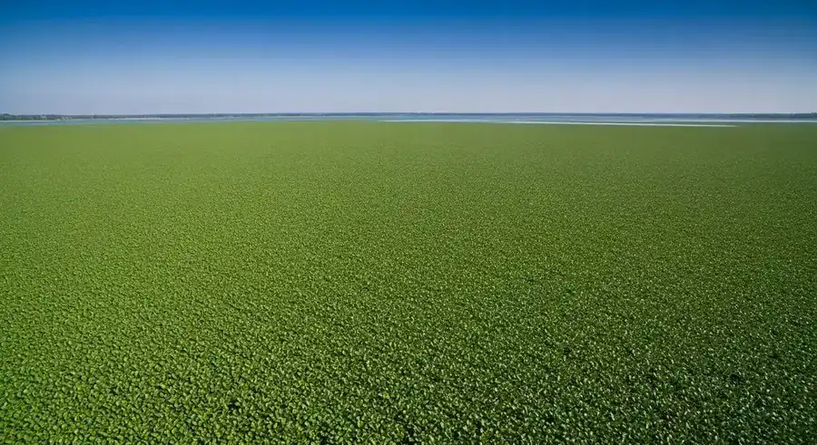 Ecological impact of aquatic weeds