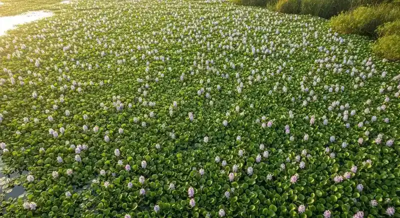 Benefits and risks of floating aquatic plants — ecological services vs nuisance potential