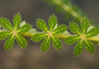Hydrilla verticillata submerged aquatic weed with whorled leaves and dense underwater mat