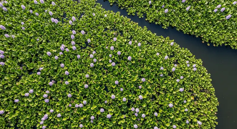 Dense floating aquatic weed mats on a lakefront, blocking dock access and views — a primary factor in property value reduction on impacted lakes
