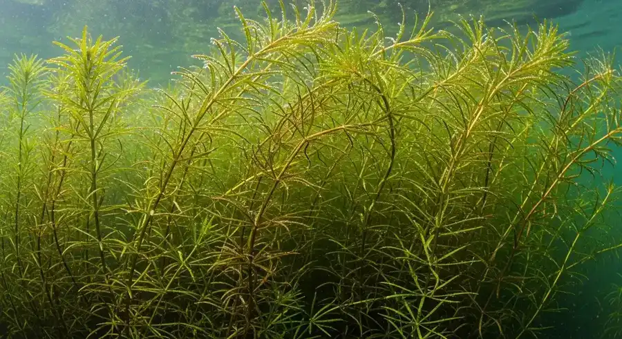 Najas or bushy pondweed (Najas guadalupensis) heavily branched native submerged weed