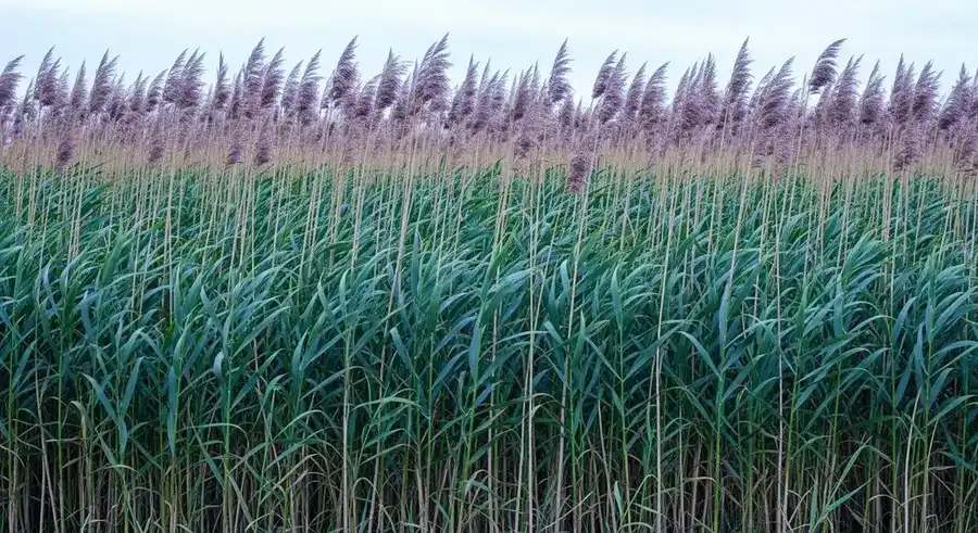 Common reed (Phragmites australis) management — foliar herbicide application and multi-year control programs