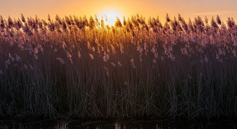 Dense invasive Phragmites australis tall reed stand with feathery purple-brown seed heads against golden sunset sky at freshwater wetland edge