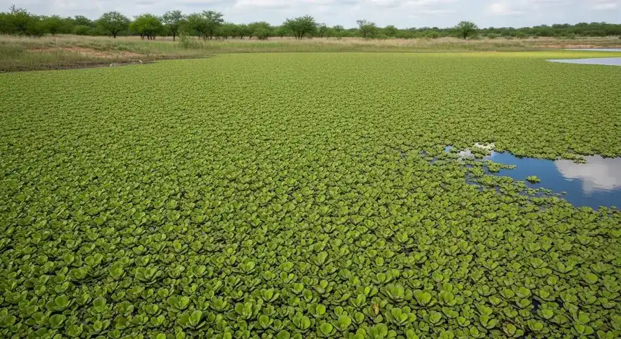 Giant salvinia (Salvinia molesta) federally listed noxious weed — interlocking mat of egg-carton textured floating fronds