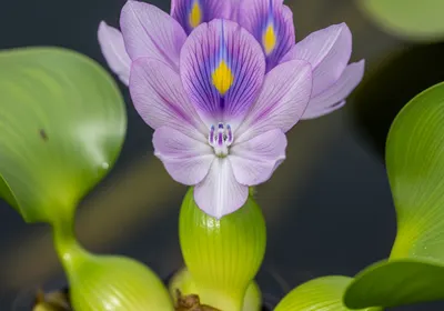 Water hyacinth Eichhornia crassipes floating plant with purple flowers on a lake surface