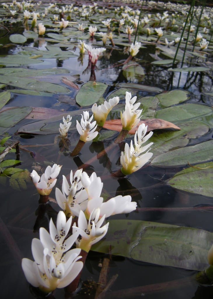 What Is The Aquatic Weed Aponogeton Distachyos