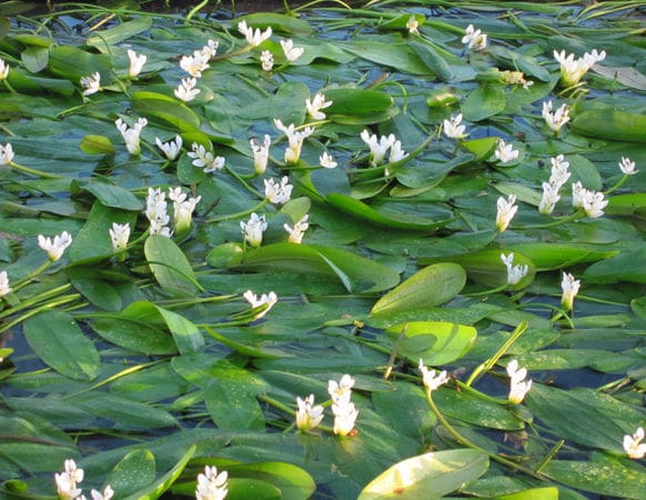 What Is The Aquatic Weed Aponogeton Distachyos