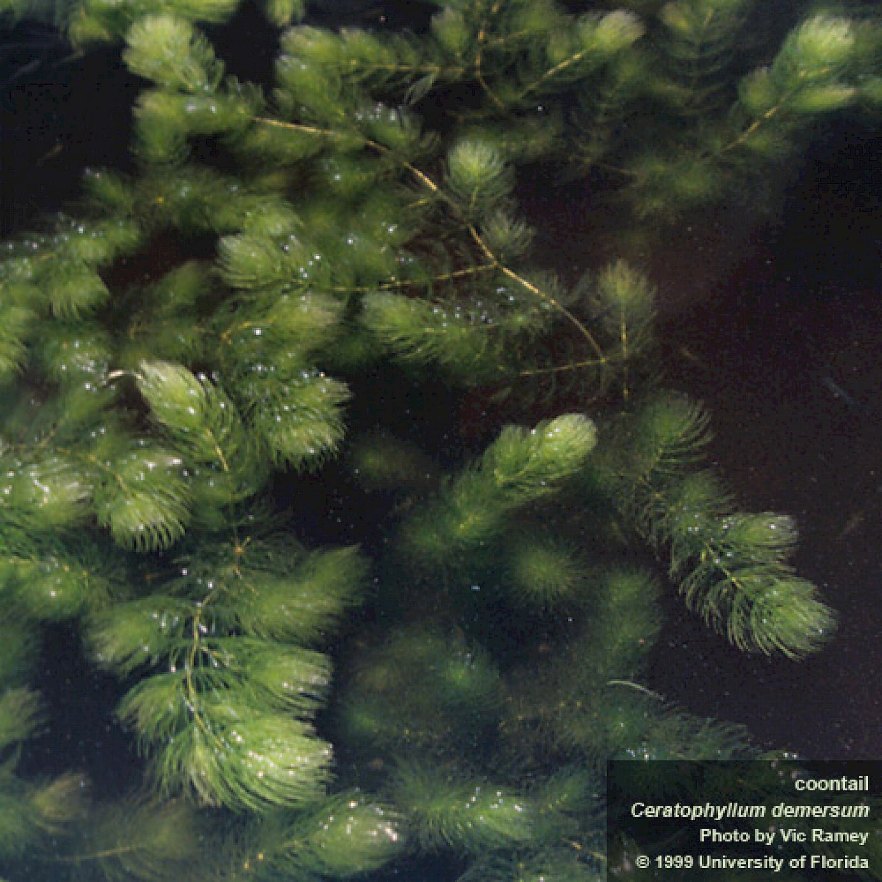 What Is The Aquatic Weed Ceratophyllum Demersum