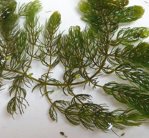 What Is The Aquatic Weed Ceratophyllum Demersum