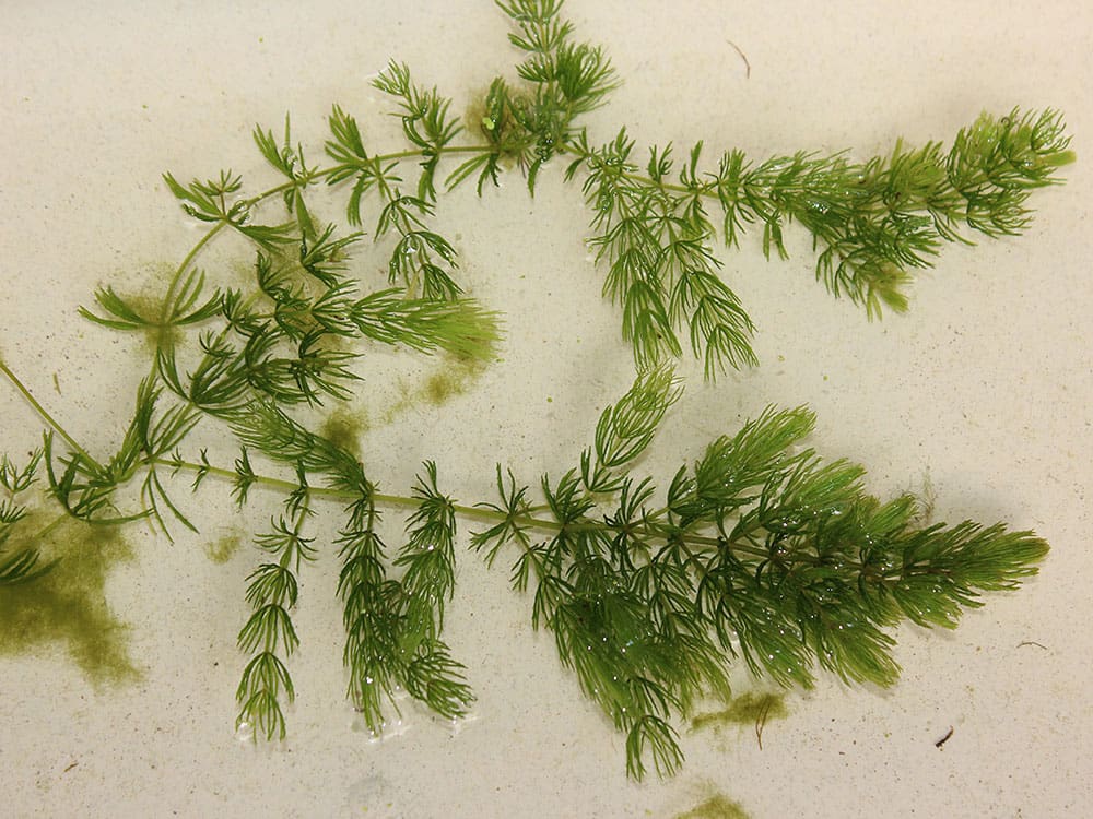 What Is The Aquatic Weed Ceratophyllum Demersum