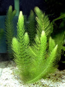 What Is The Aquatic Weed Ceratophyllum Demersum