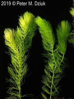 What Is The Aquatic Weed Ceratophyllum Echinatum