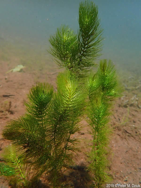 What Is The Aquatic Weed Ceratophyllum Echinatum