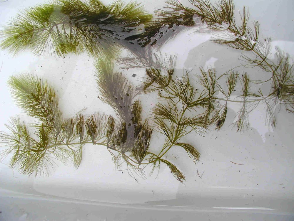 What Is The Aquatic Weed Ceratophyllum Echinatum