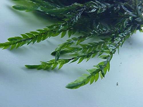 What Is The Aquatic Weed Fontinalis