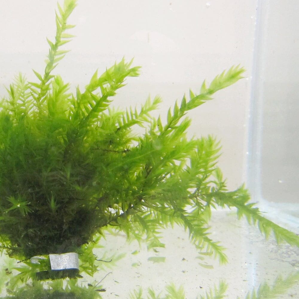 What Is The Aquatic Weed Fontinalis