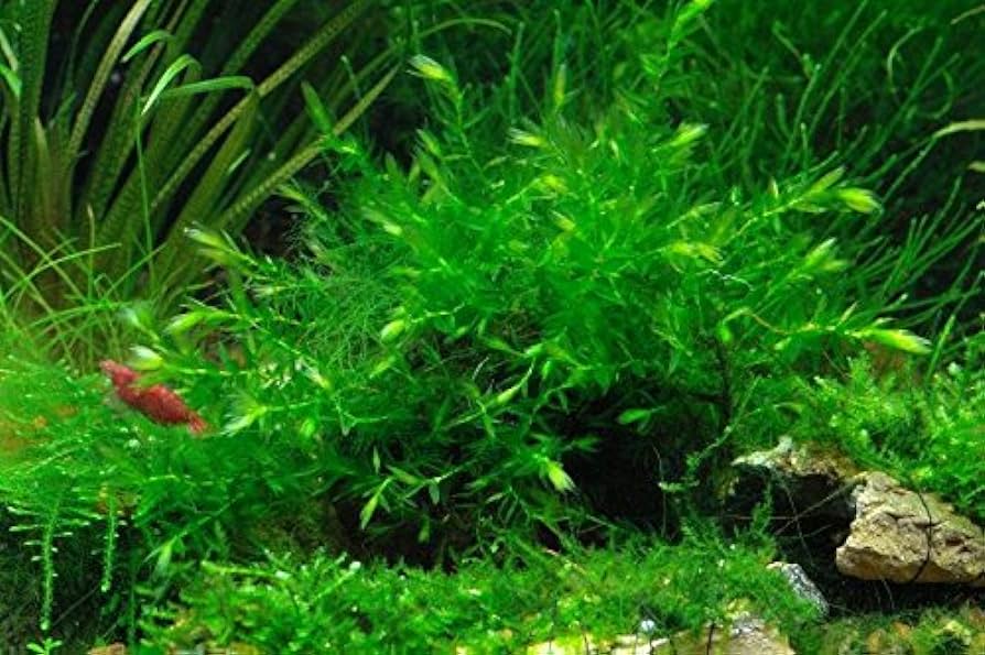 What Is The Aquatic Weed Fontinalis