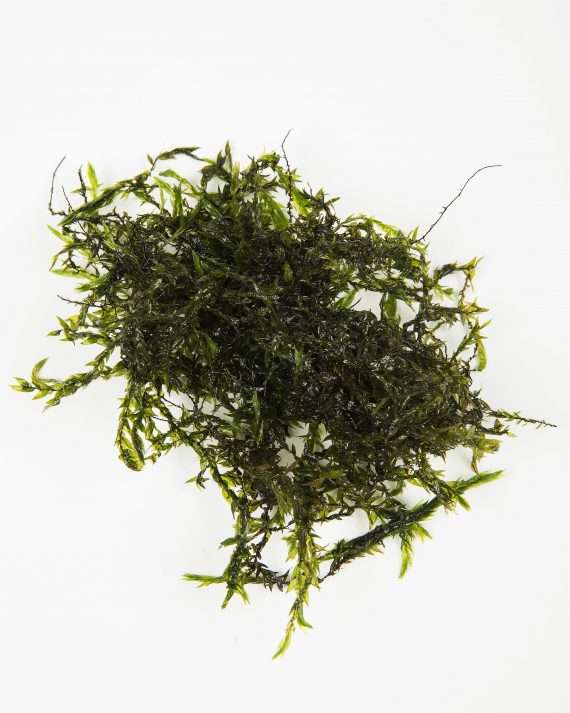 What Is The Aquatic Weed Fontinalis