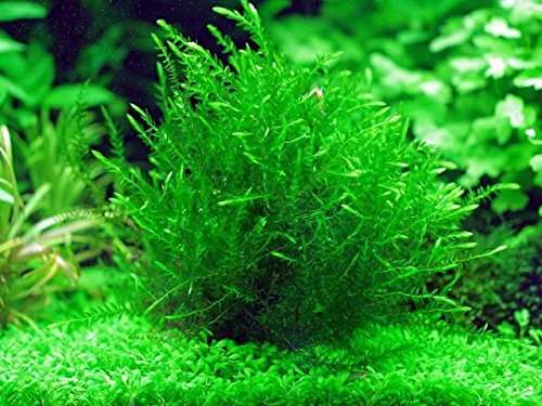 What Is The Aquatic Weed Fontinalis