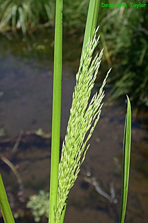 What Is The Aquatic Weed Glyceria Grandis