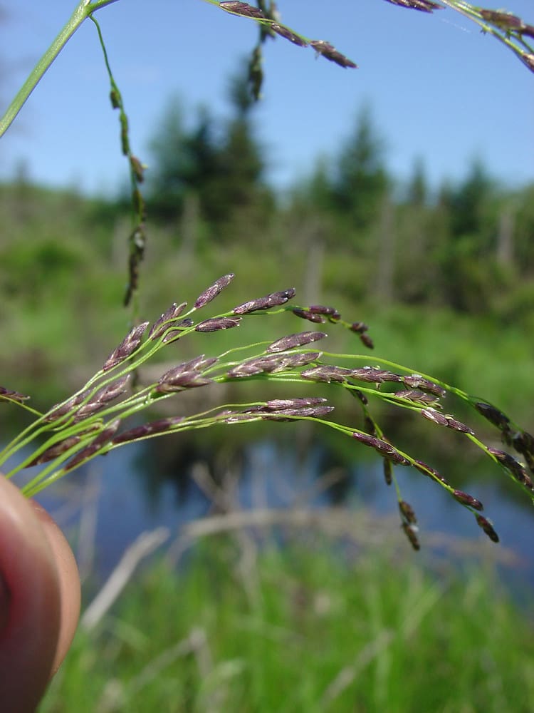 What Is The Aquatic Weed Glyceria Grandis