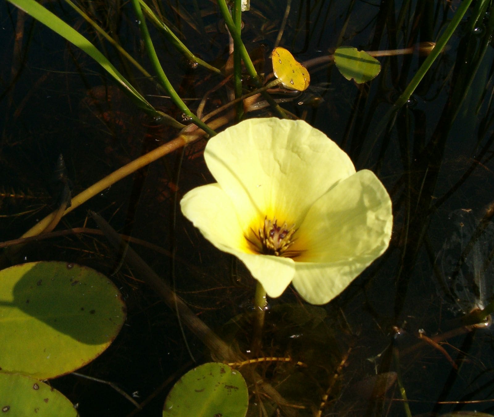 What Is The Aquatic Weed Hydrocleys