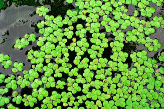 What Is The Aquatic Weed Lemna Perpusilla