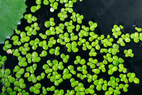 What Is The Aquatic Weed Lemna Perpusilla