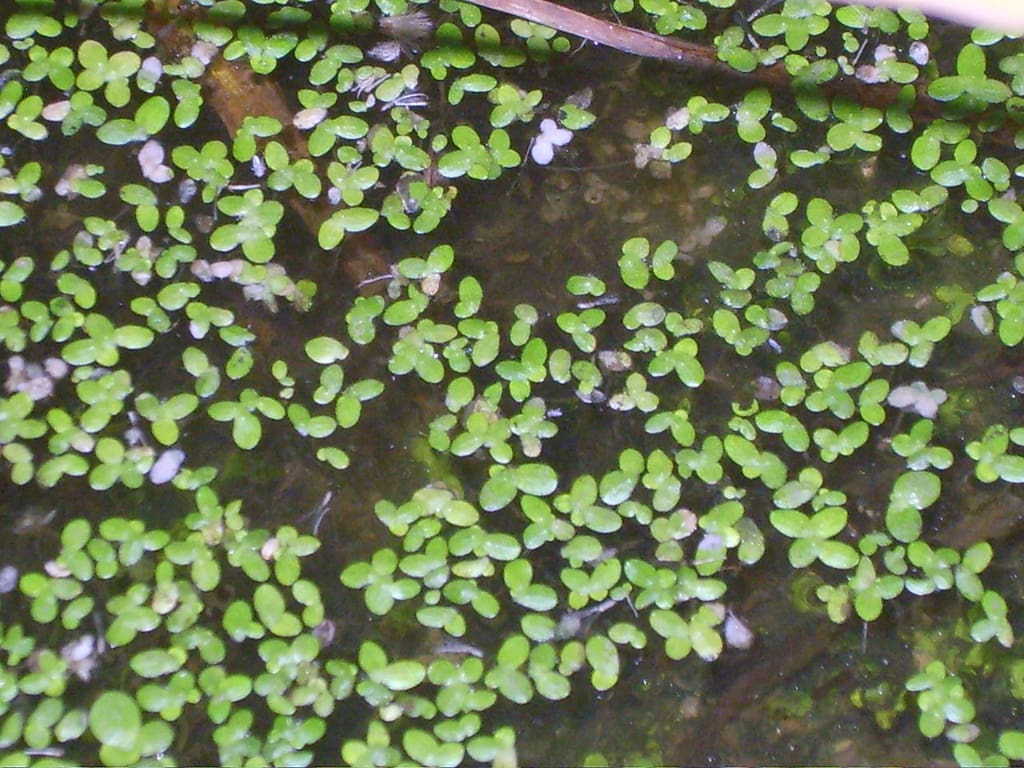 What Is The Aquatic Weed Lemna Perpusilla