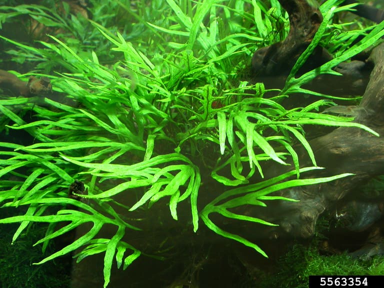 What Is The Aquatic Weed Leptochilus Pteropus