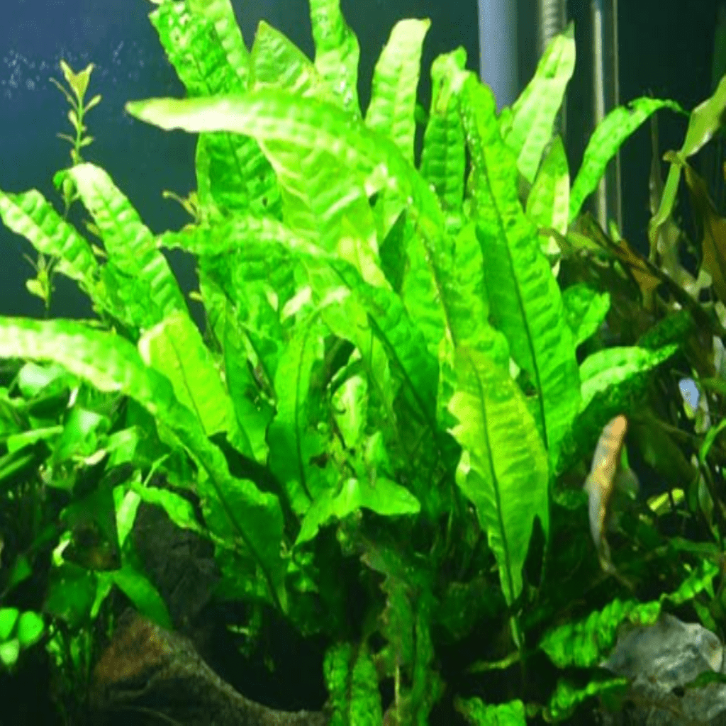 What Is The Aquatic Weed Leptochilus Pteropus