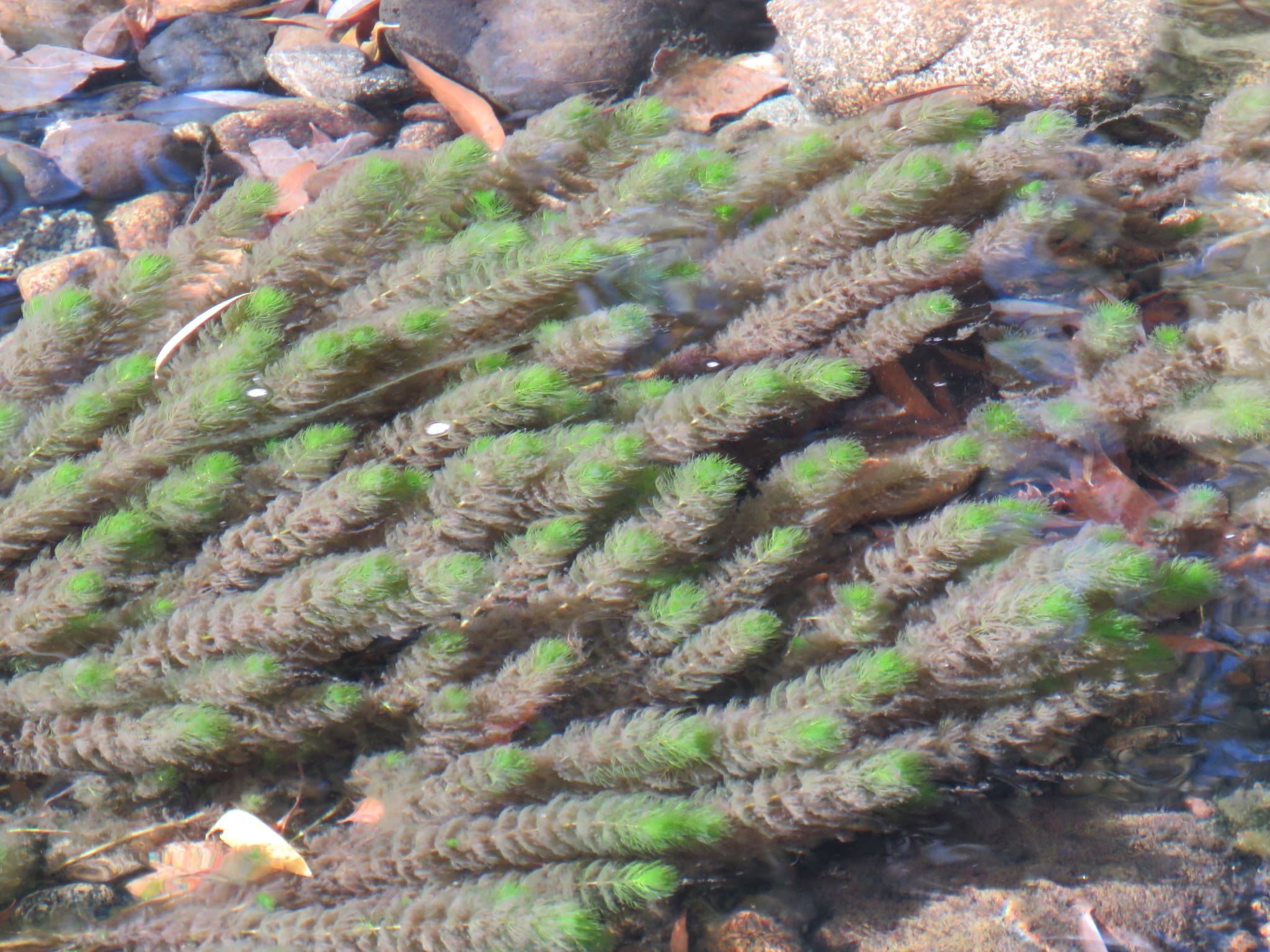 What Is The Aquatic Weed Myriophyllum Indicum