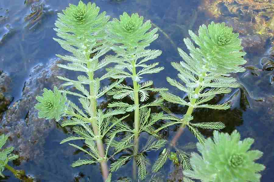 What Is The Aquatic Weed Myriophyllum Indicum