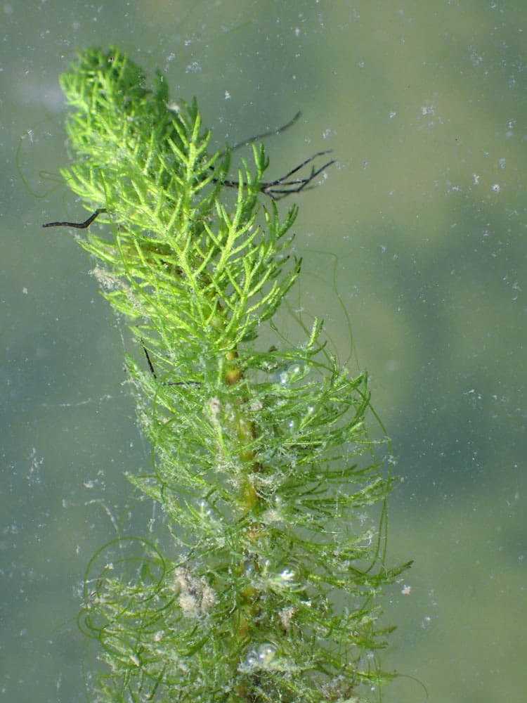 What Is The Aquatic Weed Myriophyllum Indicum