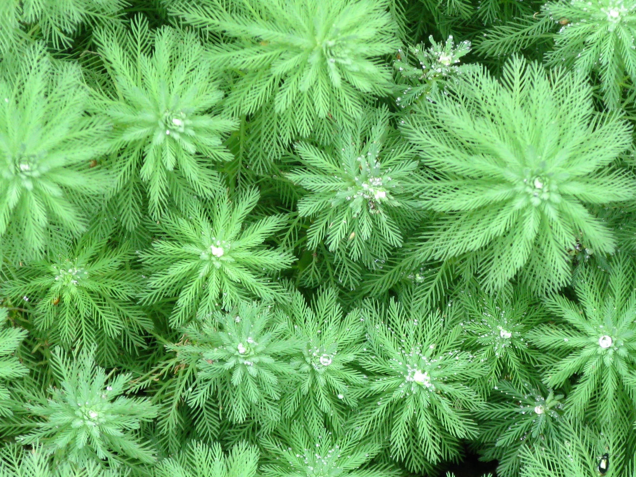 What Is The Aquatic Weed Myriophyllum Indicum