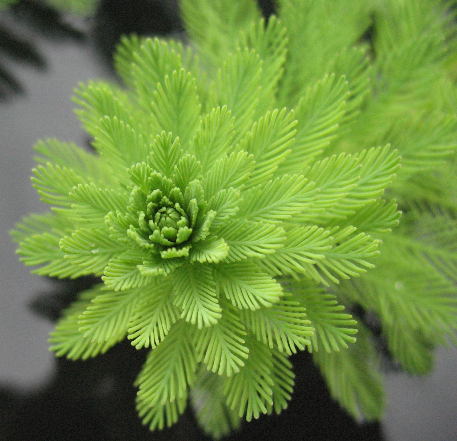 What Is The Aquatic Weed Myriophyllum Indicum