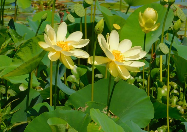 What Is The Aquatic Weed Nelumbo Lutea