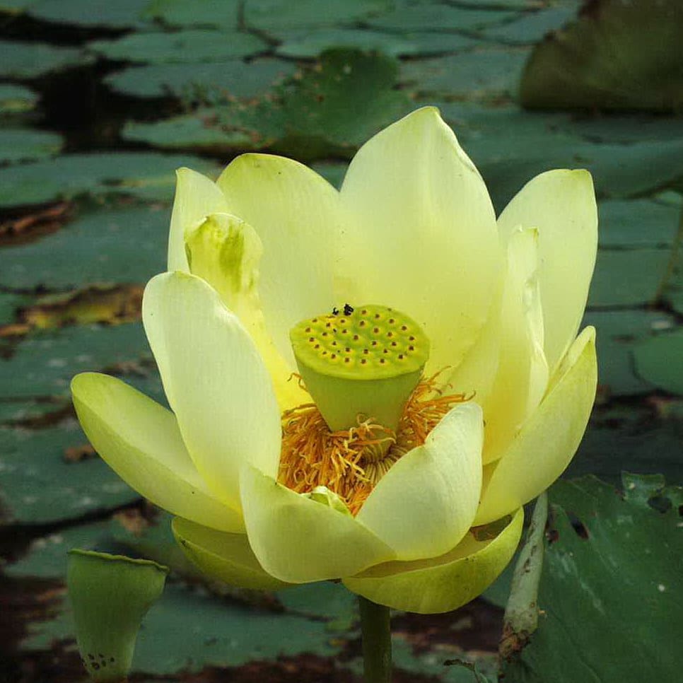 What Is The Aquatic Weed Nelumbo Lutea