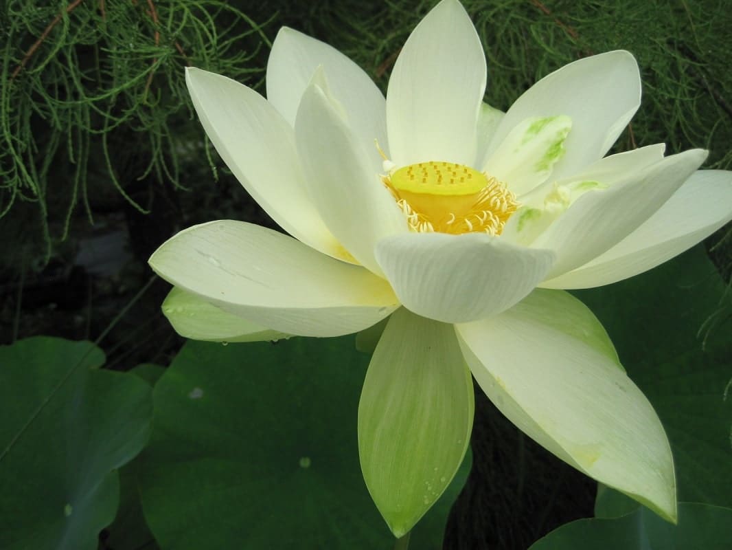 What Is The Aquatic Weed Nelumbo Lutea